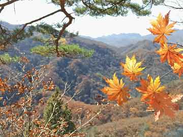 寧波優(yōu)化推廣哪家強(qiáng)？看完這篇，心里有底！