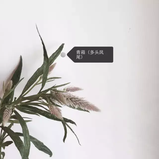 150种鲜花图谱大全，挑战你的识花能力！-图136